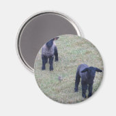 2 lammeren magneet (Voorkant / Achterkant)