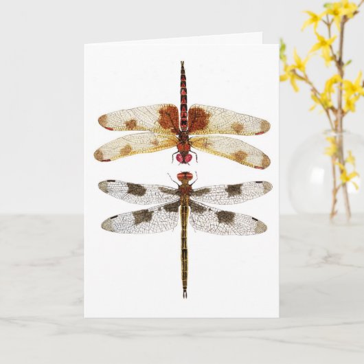 2 libellen kijken elkaar aan kaart (Gele Bloem)