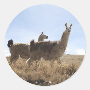 2 Llama - Twee lama's in Andes Mountain Plains Ronde Sticker