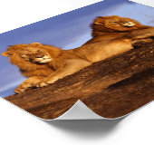 2 Lounging Lions Poster (Hoek)