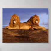 2 Lounging Lions Poster (Voorkant)