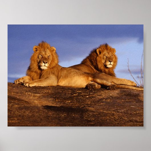 2 Lounging Lions Poster (Voorkant)