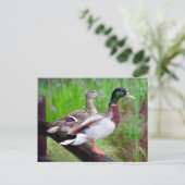 2 Mallards op een hek-Briefkaart Briefkaart (Staand voorkant)