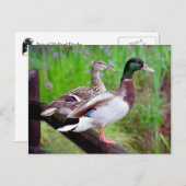 2 Mallards op een hek-Briefkaart Briefkaart (Voorkant / Achterkant)