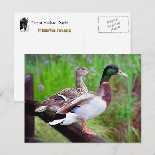 2 Mallards op een hek-Briefkaart Briefkaart (Voorkant / Achterkant)