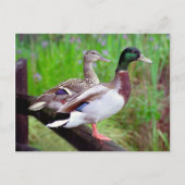 2 Mallards op een hek-Briefkaart Briefkaart (Voorkant)