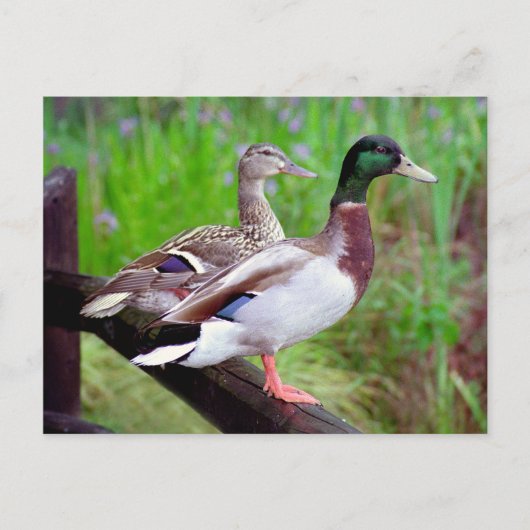 2 Mallards op een hek-Briefkaart Briefkaart (Voorkant)