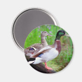2 Mallards op een omheining magneet (Voorkant / Achterkant)