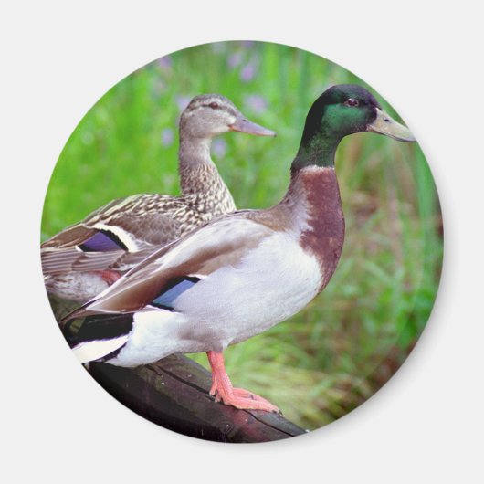 2 Mallards op een omheining magneet (Voorkant)