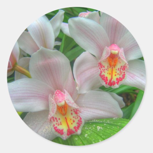 2 mooie orchideeën ronde sticker (Voorkant)