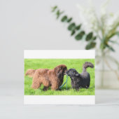 2 newfies.png briefkaart (Staand voorkant)
