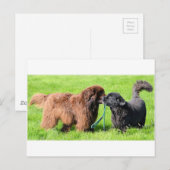 2 newfies.png briefkaart (Voorkant / Achterkant)