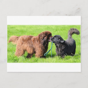 2 newfies.png briefkaart