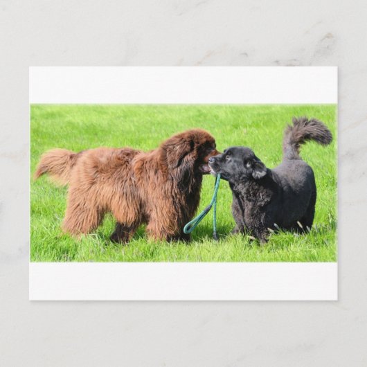 2 newfies.png briefkaart (Voorkant)