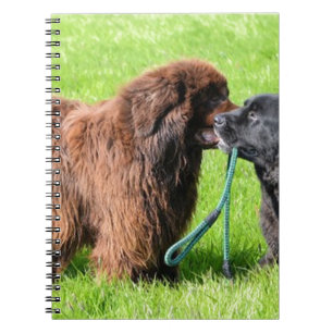 2 newfies.png notitieboek
