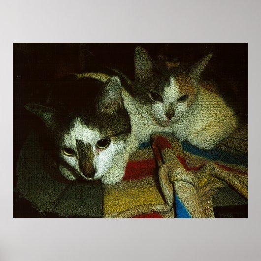 2 Nieuwsgierige Kitten Poster (Voorkant)