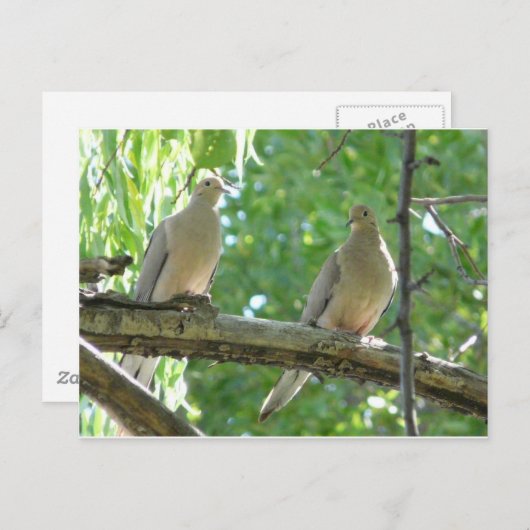 2 ochtenddoven briefkaart (Voorkant / Achterkant)