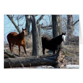 2 paarden (Voorkant Horizontaal)