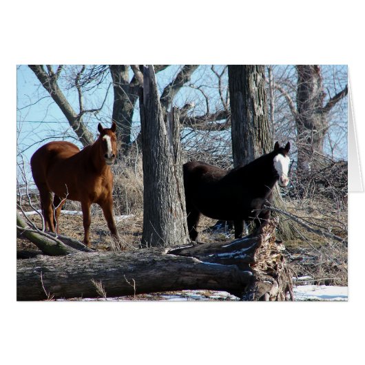 2 paarden (Voorkant Horizontaal)