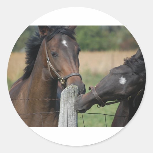 2 Paarden die een omheining kauwen Ronde Sticker (Voorkant)