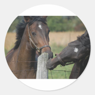 2 Paarden die een omheining kauwen Ronde Sticker