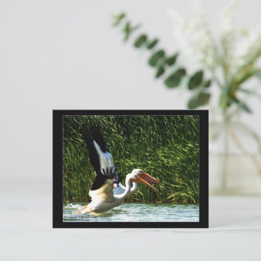 2 Pelicans Briefkaart (Staand voorkant)