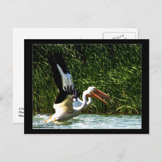 2 Pelicans Briefkaart (Voorkant / Achterkant)