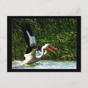 2 Pelicans Briefkaart