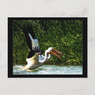 2 Pelicans Briefkaart