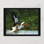 2 Pelicans Briefkaart (Voorkant)