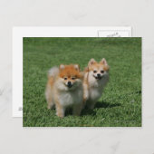 2 Pomeranians die Camera bekijken Briefkaart (Voorkant / Achterkant)