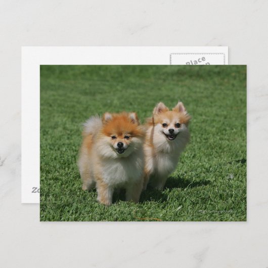 2 Pomeranians die Camera bekijken Briefkaart (Voorkant / Achterkant)