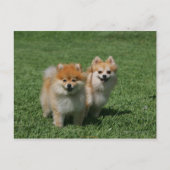 2 Pomeranians die Camera bekijken Briefkaart (Voorkant)