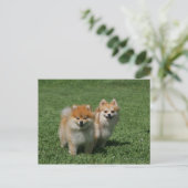 2 Pomeranians die Camera bekijken Briefkaart (Staand voorkant)