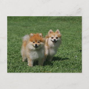 2 Pomeranians die Camera bekijken Briefkaart
