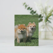 2 Pommeren die camera's bekijken Briefkaart (Staand voorkant)