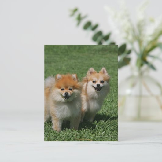 2 Pommeren die camera's bekijken Briefkaart (Staand voorkant)