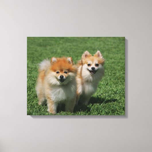 2 Pommeren die camera's bekijken Canvas Afdruk (Voorkant)