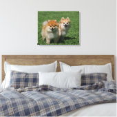 2 Pommeren die camera's bekijken Canvas Afdruk (Insitu (Slaapkamer))