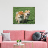 2 Pommeren die camera's bekijken Canvas Afdruk (Insitu (Woonkamer))