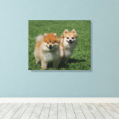 2 Pommeren die camera's bekijken Canvas Afdruk (Insitu (Houten vloer))