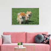 2 Pommeren die camera's bekijken Canvas Afdruk (Insitu (Woonkamer))