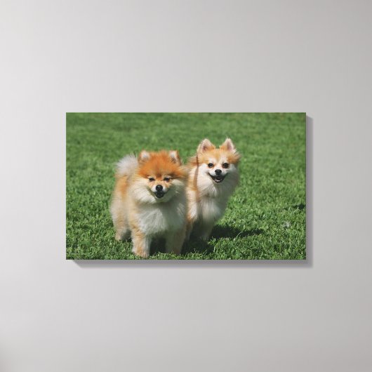 2 Pommeren die camera's bekijken Canvas Afdruk (Voorkant)