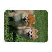 2 Pommeren die camera's bekijken Magneet (Horizontaal)