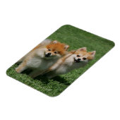 2 Pommeren die camera's bekijken Magneet (Linkerzijde)