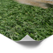 2 Pommeren die camera's bekijken Poster (Hoek)