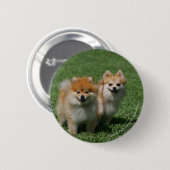 2 Pommeren die camera's bekijken Ronde Button 5,7 Cm (Voorkant /achterkant)