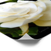 2 Pure White Gardenia Poster (Hoek)