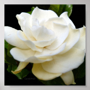 2 Pure White Gardenia Poster
