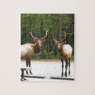 2 Rocky Mountain Elk Legpuzzel
